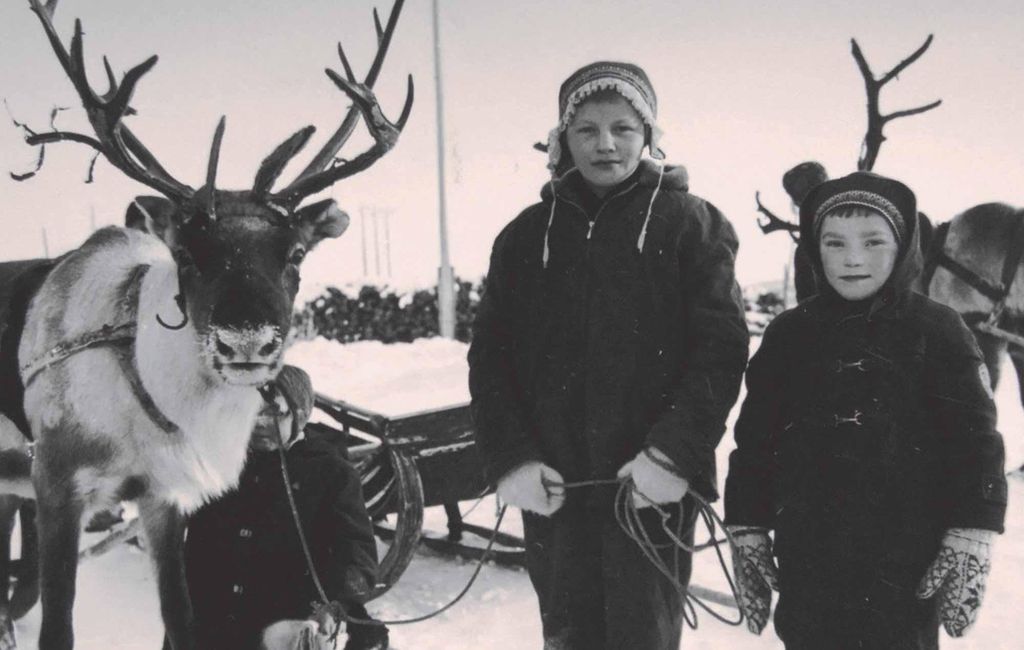 Reindeer in my Saami Heart