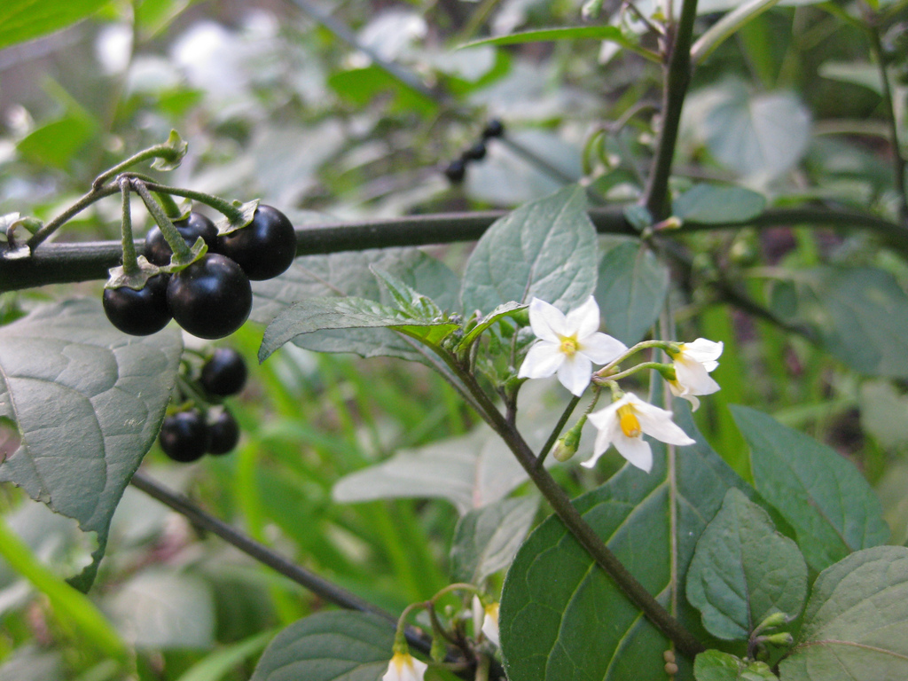 Tasty Blackberry Nightshade - photo courtesy Very Edible Gardens